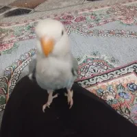 کوتوله برزیلی فول دستی و سخنگو