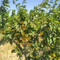 650مترباغچه-زعفرانیه-دولت-اباد