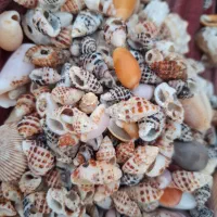 صدف تزئینی