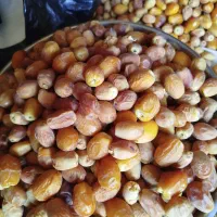 قصب سفید تازه