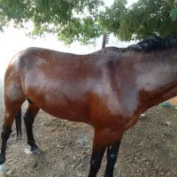 اسب|اسب و تجهیزات اسب‌سواری|اسفندقه, |دیوار