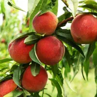 مرکز نهال های اصلاح شده و تضمینی|خدمات باغبانی و درختکاری|سلماس, |دیوار