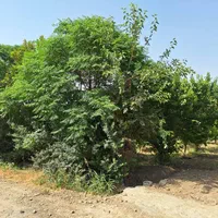 باغ 700متر معاوضه با آپارتمان در غرب تهران|فروش زمین و ملک کلنگی|تهران, چیتگر جنوبی|دیوار