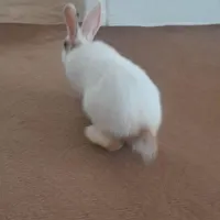 خرگوش