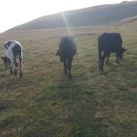 ۱۱۱۱۱۱۱۱۱|حیوانات مزرعه|اردبیل, |دیوار