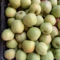 سیب قیمت خوب