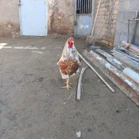 خروس ویاندوت اورنجی