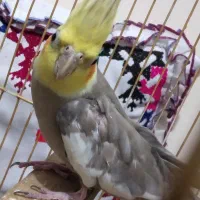 یک جفت عروس هلندی