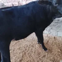 گاو|حیوانات مزرعه|ایرانشهر, |دیوار