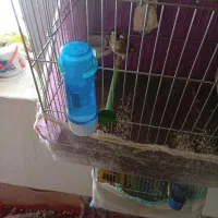 سهره|پرنده|مریوان, |دیوار