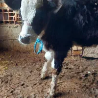 گوساله مونت|حیوانات مزرعه|مینودشت, |دیوار