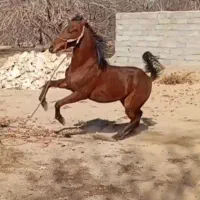 اسب