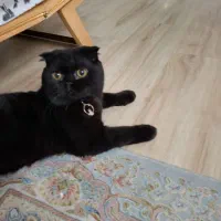 فروش اسکاتش نر ۷ ماهه