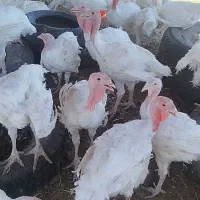 گیلوی 450 نصف نقد بقیه چگ