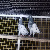 کفتر تیدی پرش سنگین
