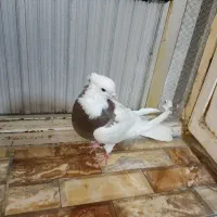 کفتر طوقی ، شازده سرخ
