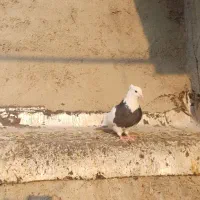 کبوتر طوقی|پرنده|سرپل ذهاب, |دیوار