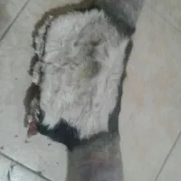 شاخ گاو و بز  موجود دارم قیمت مناسب