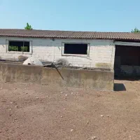 اجاره گاوداری   با پروانه 150راس30م|اجارهٔ دفتر صنعتی، کشاورزی، تجاری|بندر انزلی, چهارفریضه|دیوار