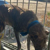 واگذاری ماده افغان۷ماهه باهوش وگوشگیر