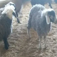 بره نر وماده|حیوانات مزرعه|بن, |دیوار