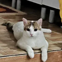 گربه