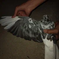 کفتر تکپر ماده|پرنده|مینودشت, |دیوار