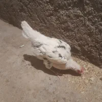 ۶عدد مرغ ۱ خروس گلین ریشی پر خال تخم گذار و لاری|حیوانات مزرعه|اصفهان, قهجاورستان|دیوار
