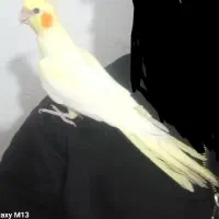 عروس هلندی گم شده