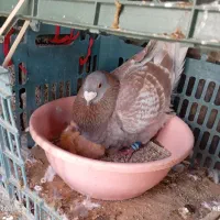 کبوتر جفت قورگی