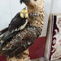 4 عدد عروس هلندی  و. 2 عدد بچه گربه فروشی است