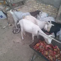 بز آبستن و چپیش|حیوانات مزرعه|زارچ, |دیوار