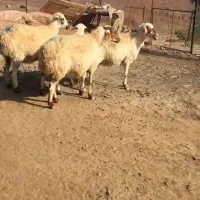 میش
