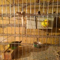 مرغ عشق برای فروش|پرنده|قزوین, |دیوار