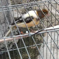 قناری دره شهر