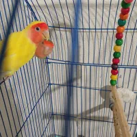 طوطی کوتوله جفت