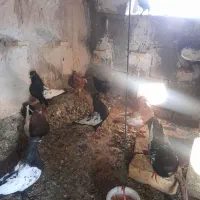 کبوتر سینه
