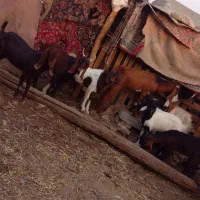 خرمشهر|حیوانات مزرعه|خرمشهر, |دیوار