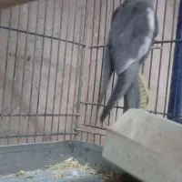 عروس هلندی|پرنده|قم, در بهشت|دیوار