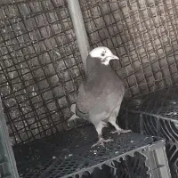 شازده سبزماده