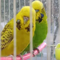 عروس هلندی کوتوله مرغ عشق گلدین نرگسی قناری|پرنده|مشهد, شهرک بهارستان|دیوار