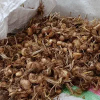 زرشک تازه و آبدارو گل زعفران وپیازچه زعفران|خوردنی و آشامیدنی|تهران, شهرک غزالی|دیوار