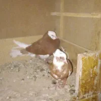 کبوتر شازده