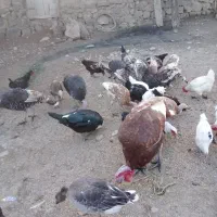 09145098779|سیم‌کارت|پلدشت, |دیوار