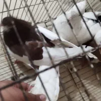 کفتر شهری و دمبی سیاه|پرنده|جهرم, |دیوار