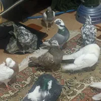 طوقی پلاکی|پرنده|شیراز, شهدای شهرک سعدی|دیوار