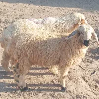 بره نر|حیوانات مزرعه|جیرفت, |دیوار