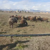 گوسفند فروشی قوچ همو