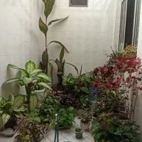 گل‌های طبیعی و زیبا|گل و گیاه طبیعی|نورآباد, |دیوار