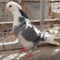 کبوتر تک پر|پرنده|بندر ترکمن, |دیوار